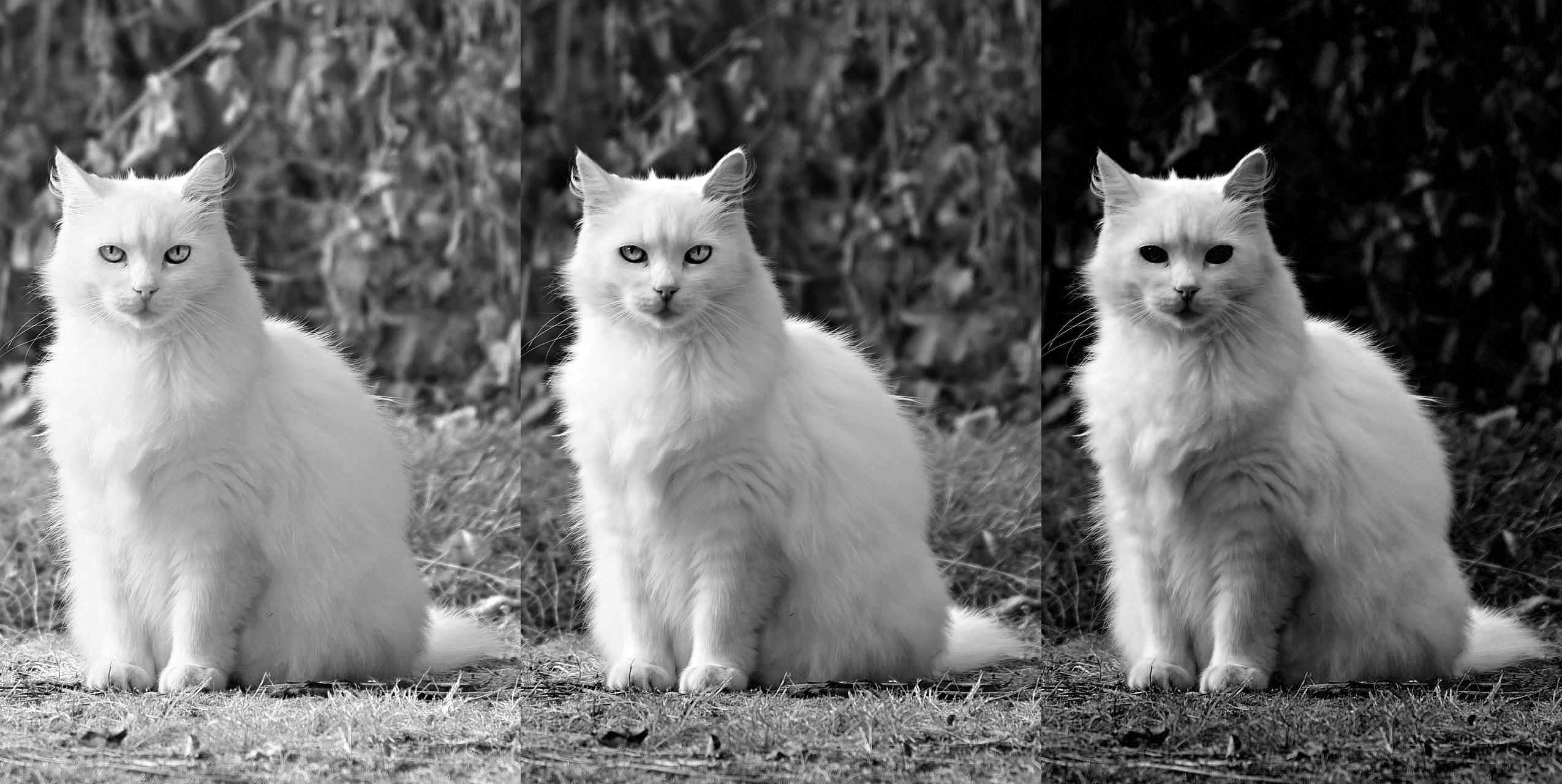 Color channels for cat image