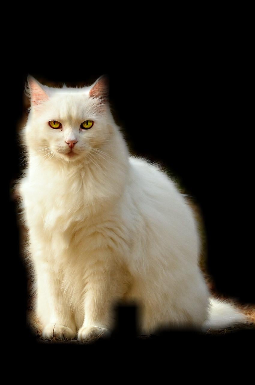 Segmented image of cat in Python Pillow